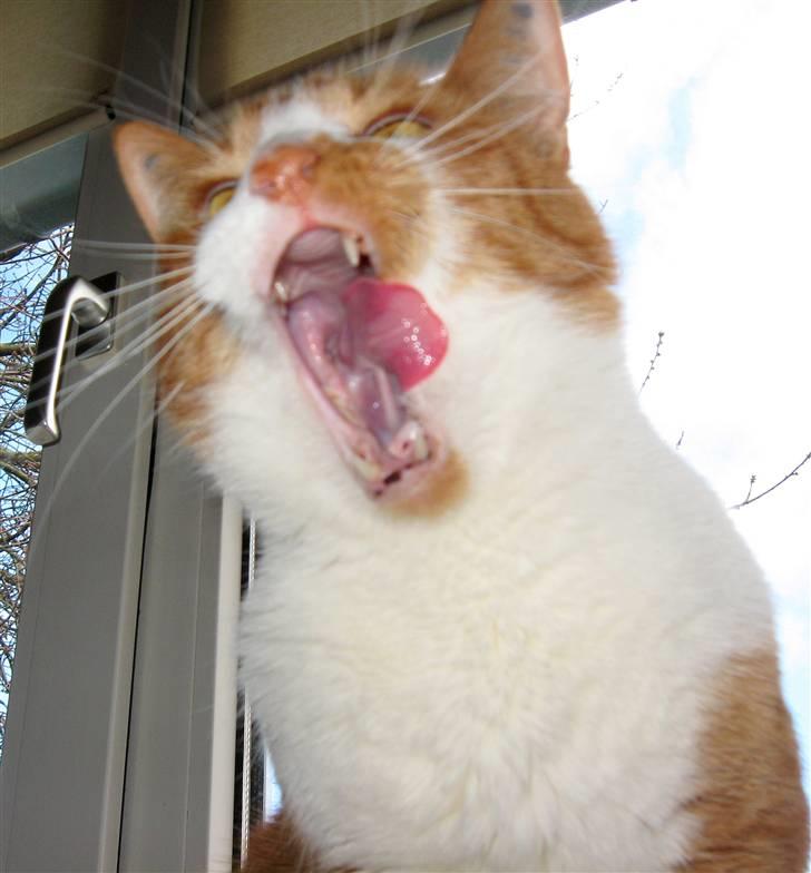 Huskat Mikki,<3 RIP billede 17