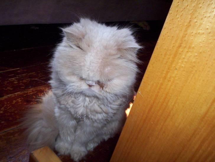 Perser Molly,<3 R.I.P. :'/ billede 16