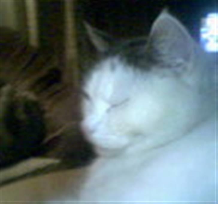 Blanding af racer Herkules - Jeg kan også smile. billede 5