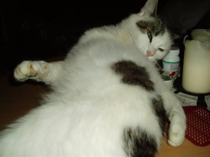 Blanding af racer Herkules - Der er godtnok langt derom.. billede 6