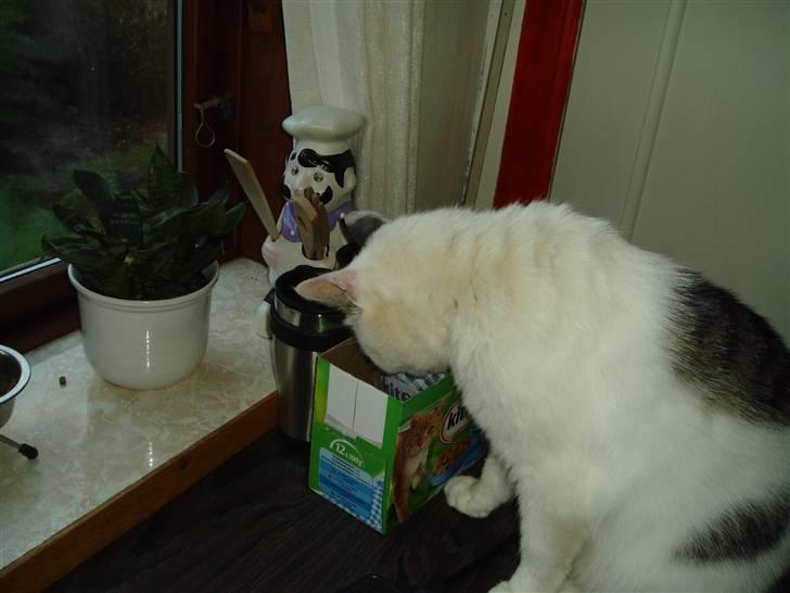 Blanding af racer Herkules - Mad mad mad.. Jeg er sulten. billede 7