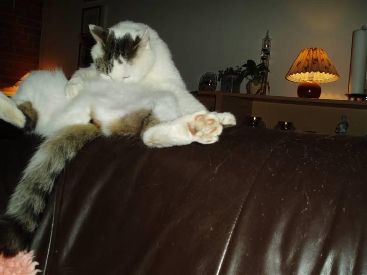 Blanding af racer Herkules - Rengøringen skal jo holdes ved lige. billede 8