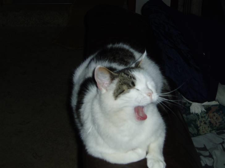 Blanding af racer Herkules - Hvor begavet jeg dog er. billede 9