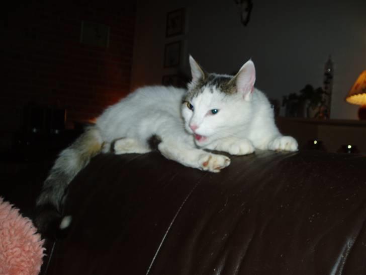 Blanding af racer Herkules - Prøver på at sige noget. billede 10