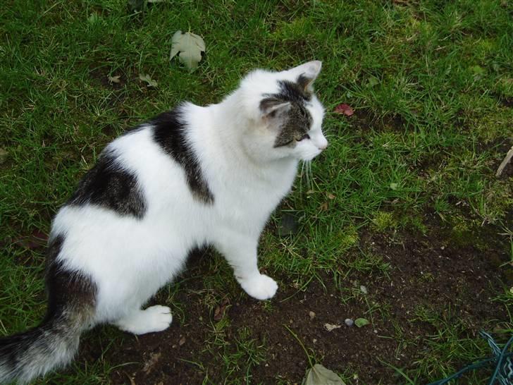 Blanding af racer Herkules - Vi skal jo lige have det hele med. billede 11