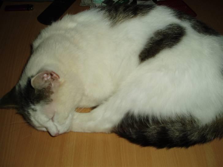 Blanding af racer Herkules - Så overmandede trætheden godtnok. billede 12