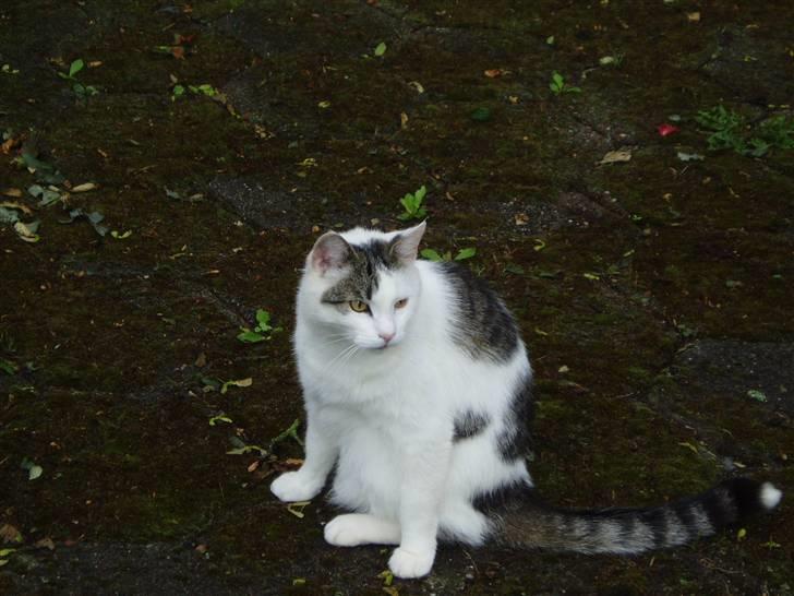 Blanding af racer Herkules - Hvad skal jeg finde på. billede 13