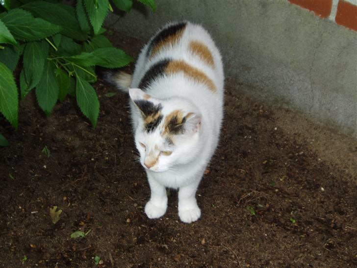 Blanding af racer Hvide mis - Står lige og holder øje. billede 7