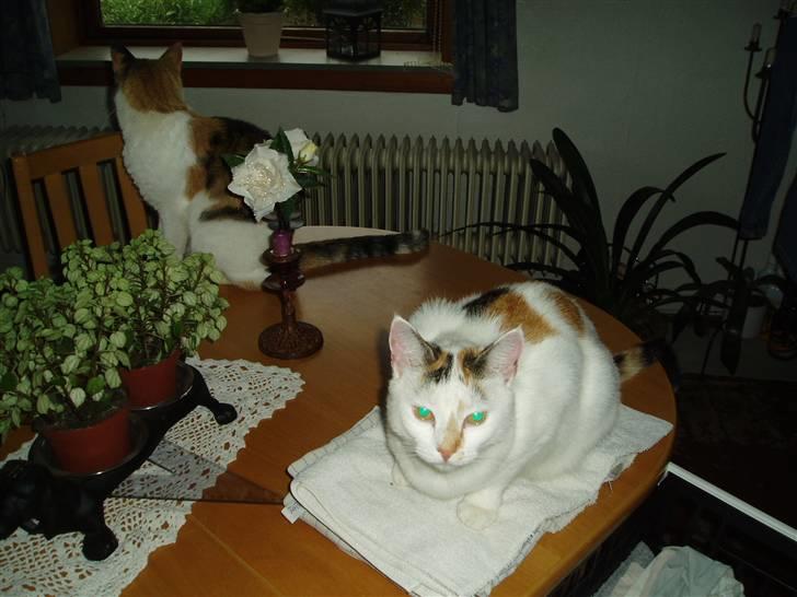 Blanding af racer Hvide mis - Slapper lige lidt af.. billede 8