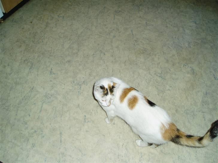 Blanding af racer Hvide mis - Skal lige se om der er nogen der følger med. billede 9