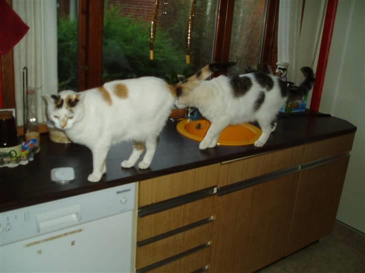 Blanding af racer Hvide mis - Kom nu med det mad.. billede 10