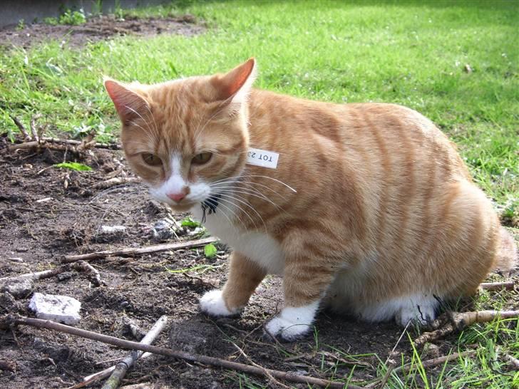 Huskat Tot billede 18