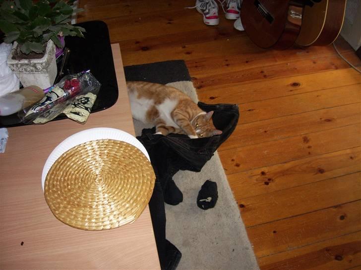 Huskat Tot billede 19