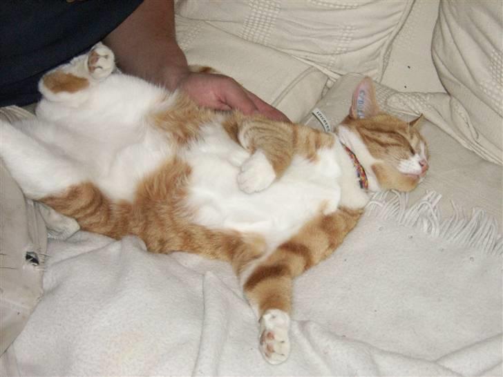 Huskat Tot billede 20