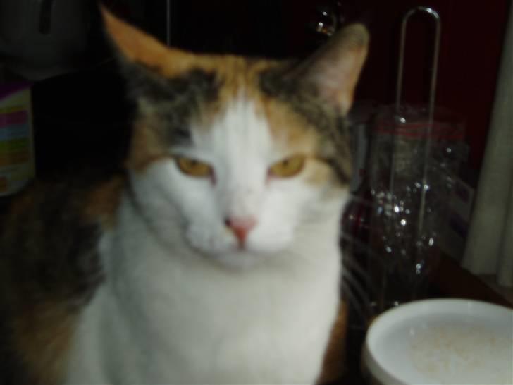 Blanding af racer Sirena - Her er jeg så. billede 1