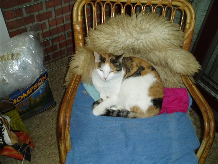 Blanding af racer Sirena - Elsker at ligge i havestuen.. billede 2