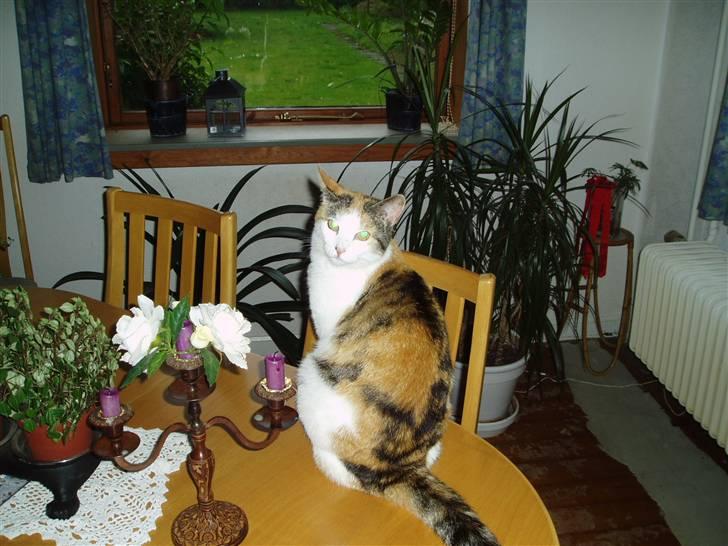 Blanding af racer Sirena - Herfra har jeg en god udsigt.. billede 3