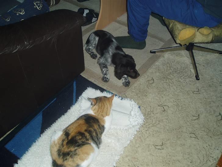 Blanding af racer Sirena - Jubi et nyt kæleoffer.. billede 4