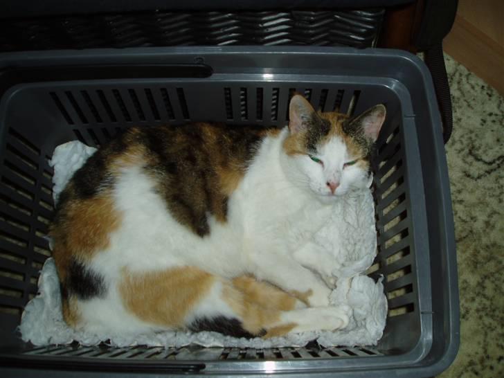 Blanding af racer Sirena - Jeg er lidt magelig anlagt ind imellem.. billede 5