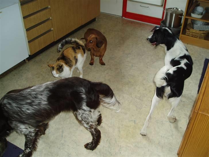 Blanding af racer Sirena - Så er det nu jeg skal slå en vind.. billede 6