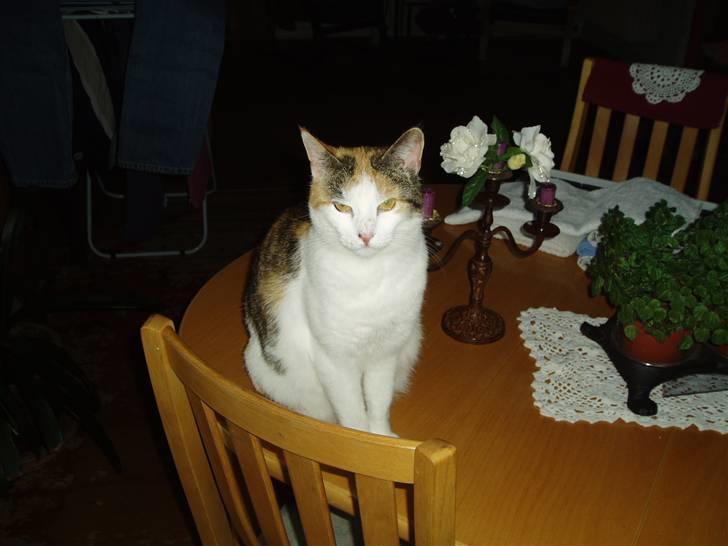 Blanding af racer Sirena - Jeg er da bare så fotogen hva?? billede 7