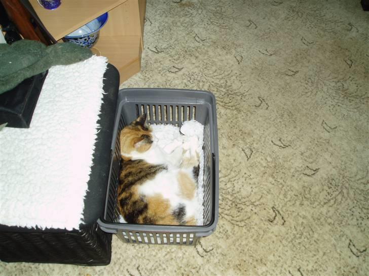 Blanding af racer Sirena - Den er nu god den kurv.. billede 8