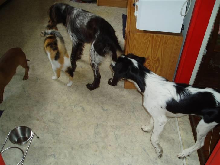 Blanding af racer Sirena - Hvor er du dejlig Kanto vovse.. billede 9