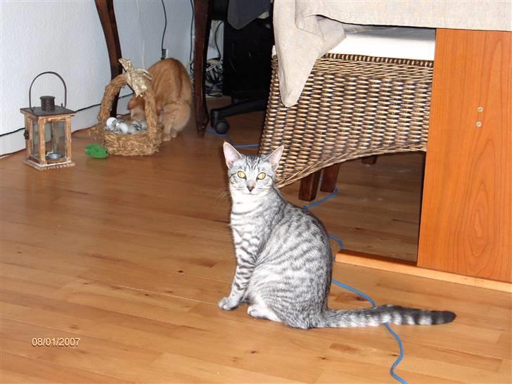 Blanding af racer Chili - Er jeg ikke fin?! billede 8