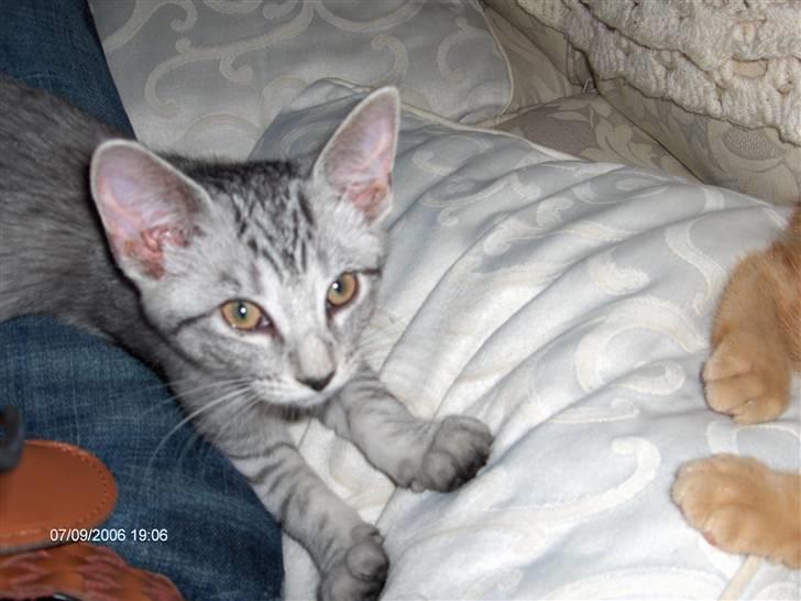 Blanding af racer Chili - Hejsa må jeg gerne komme op til dig lidt?  billede 9