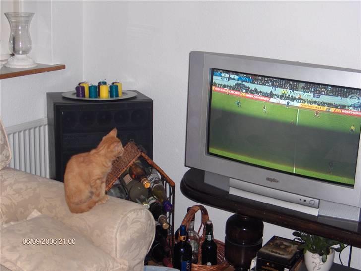 Blanding af racer Diego - Jeg kan godt lige a se fodbold i tv.. t billede 7