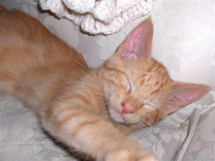 Blanding af racer Diego - Lille Diego er så dejlig.  billede 8