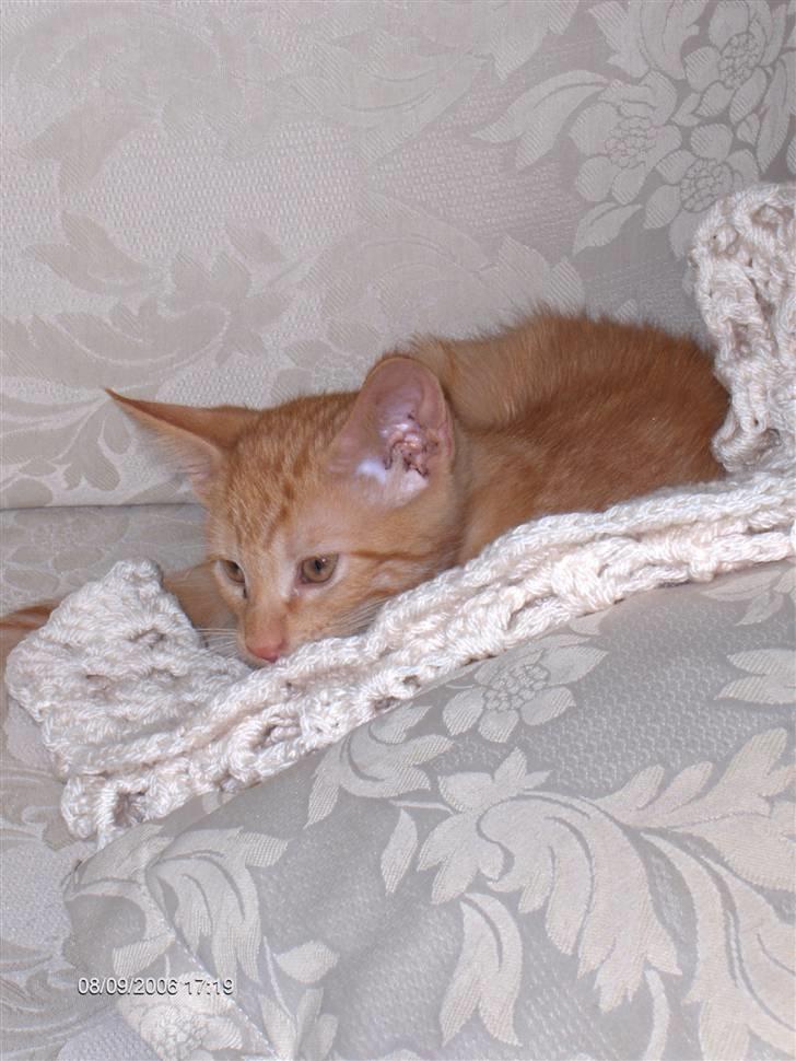 Blanding af racer Diego - Putter lige med tæppet på sofaen - det er så dejligt.  billede 9