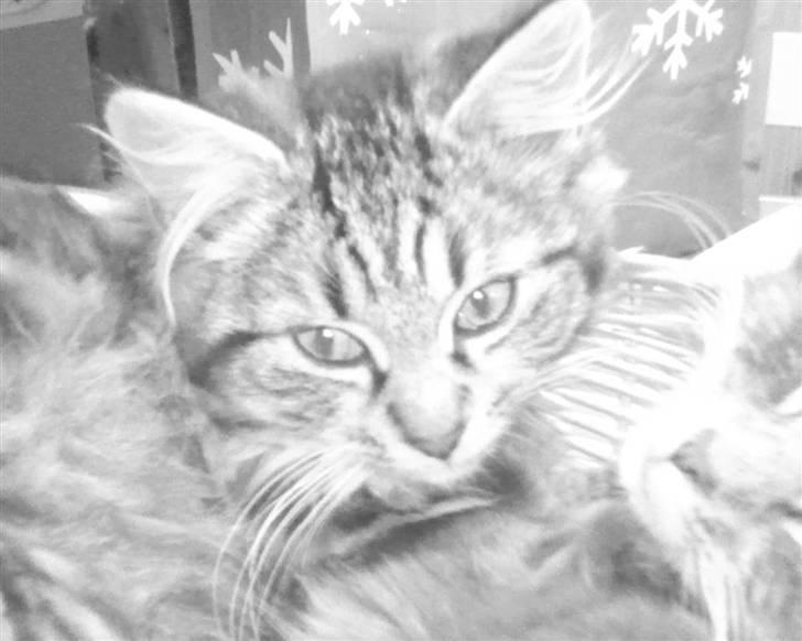 Blanding af racer - Tequila skat :)<3 - tequila <3 billede 1