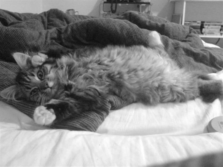 Blanding af racer - Tequila skat :)<3 - tequila <3 billede 2