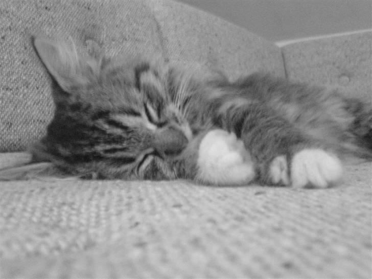 Blanding af racer - Tequila skat :)<3 - tequila <3 billede 3