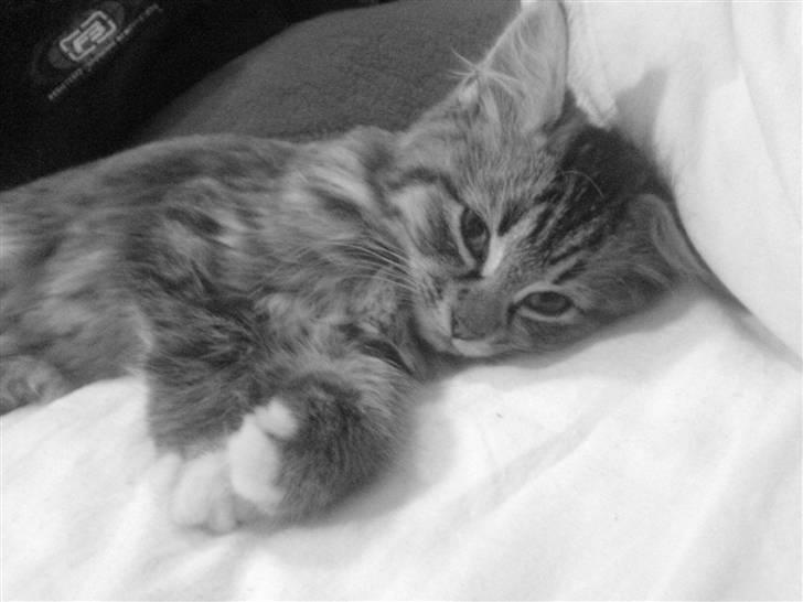 Blanding af racer - Tequila skat :)<3 - tequila <3 billede 4