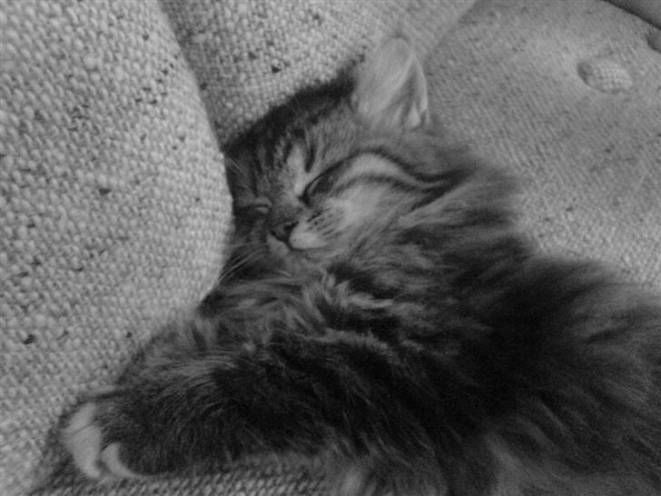 Blanding af racer - Tequila skat :)<3 - tequila <3 billede 5