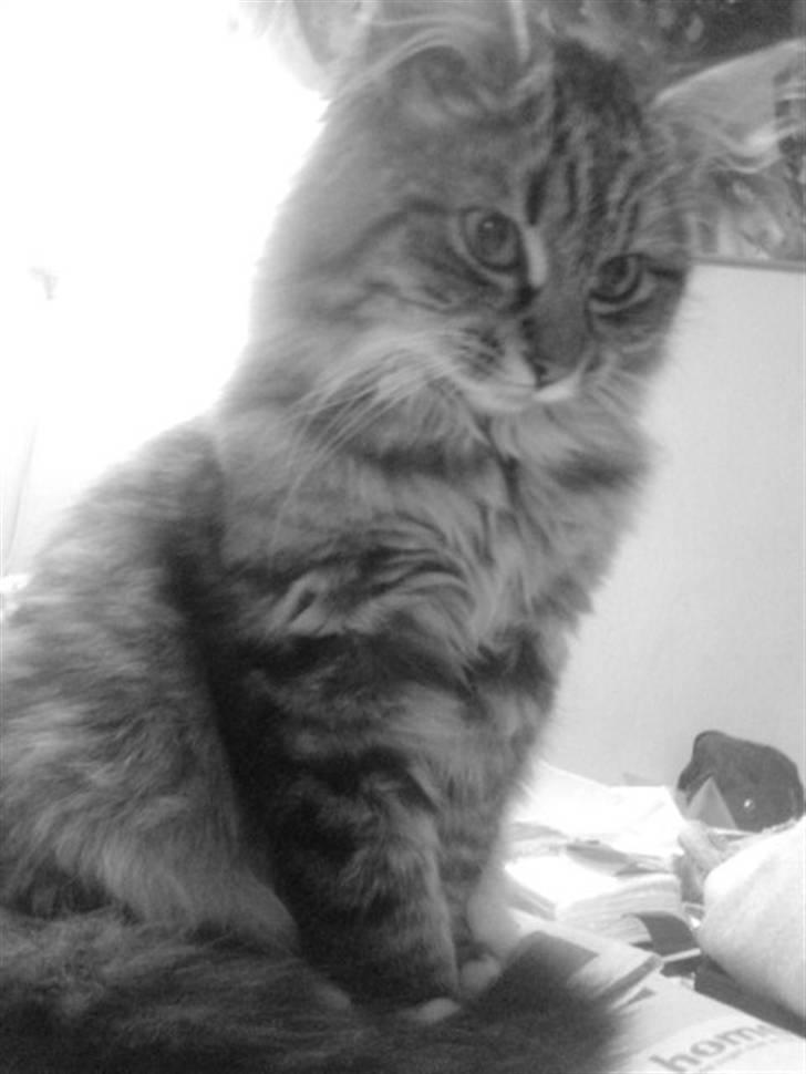 Blanding af racer - Tequila skat :)<3 - tequila <3 billede 6