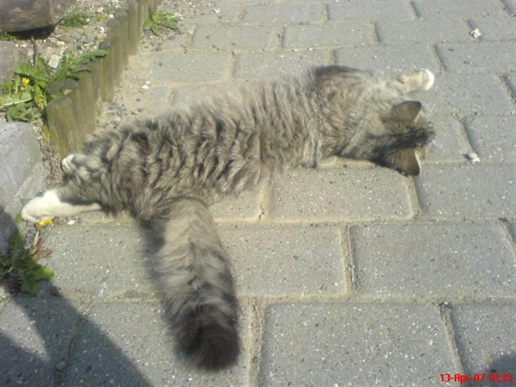 Blanding af racer - Tequila skat :)<3 - tequila <3 billede 7