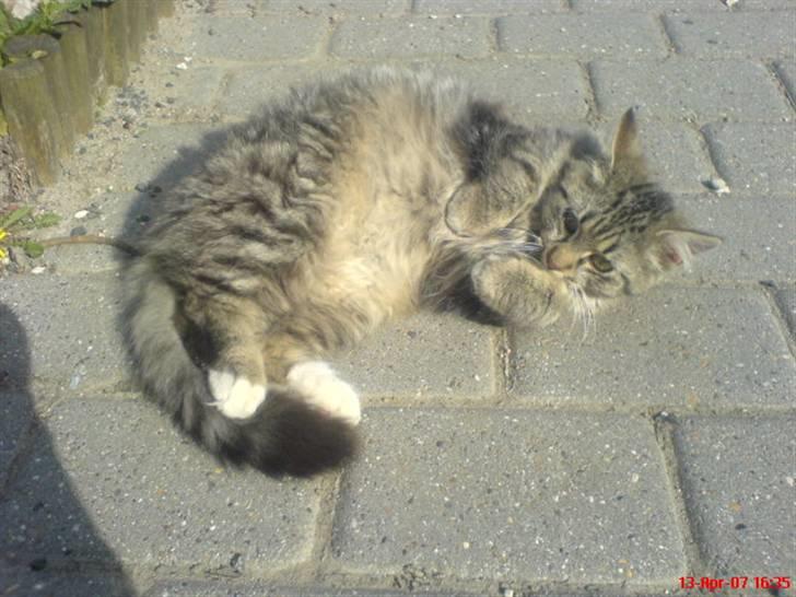 Blanding af racer - Tequila skat :)<3 - tequila <3 billede 8