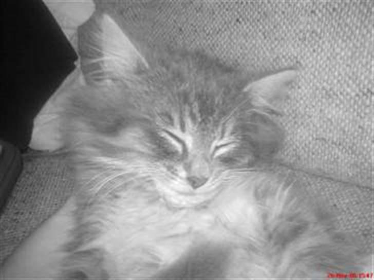 Blanding af racer - Pjuske! :) - pjuske <3 billede 1