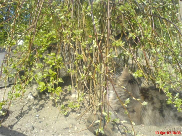 Blanding af racer - Pjuske! :) - pjuske <3 billede 2