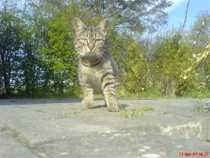 Huskat - Tiggy!<3 - tiggy <3 billede 1