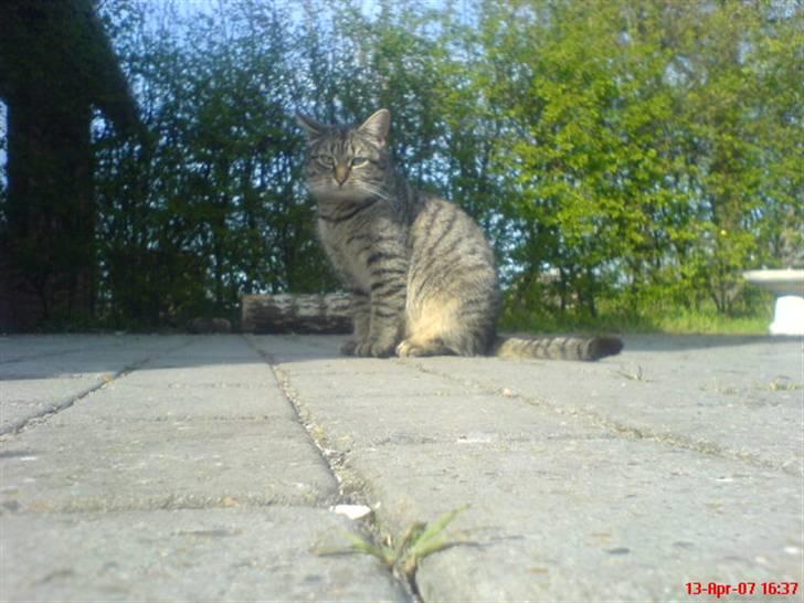 Huskat - Tiggy!<3 - tiggy <3 billede 2