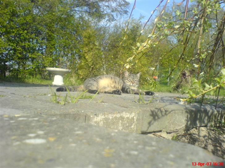 Huskat - Tiggy!<3 - tiggy <3 billede 3