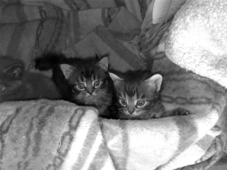 Blanding af racer KILLINGER!<3 billede 1