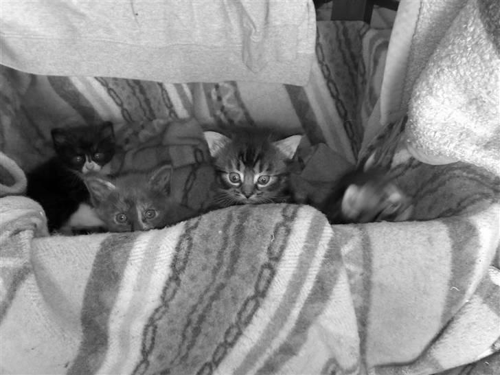 Blanding af racer KILLINGER!<3 billede 2