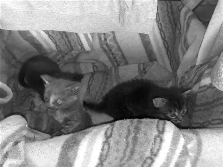 Blanding af racer KILLINGER!<3 billede 3