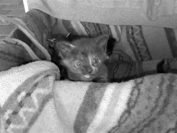 Blanding af racer KILLINGER!<3 billede 4