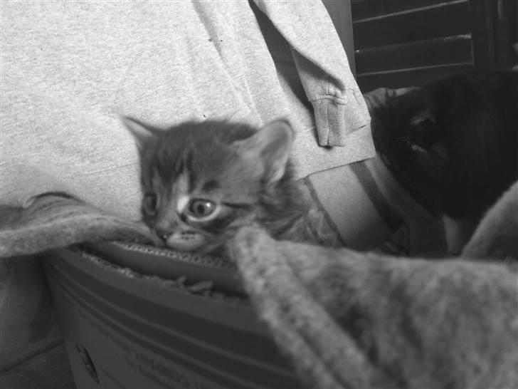 Blanding af racer KILLINGER!<3 billede 5